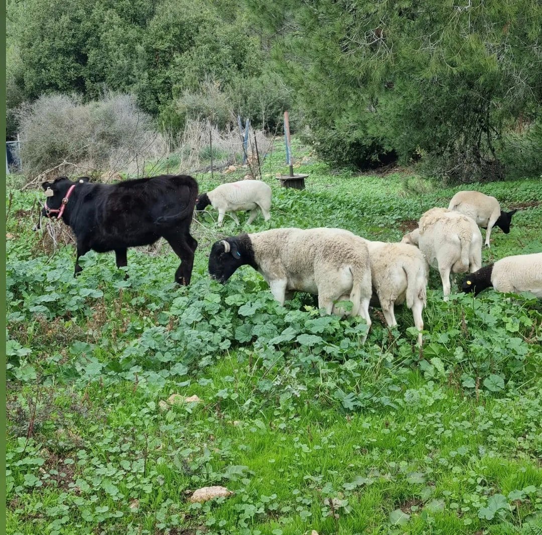 אווירת החווה
