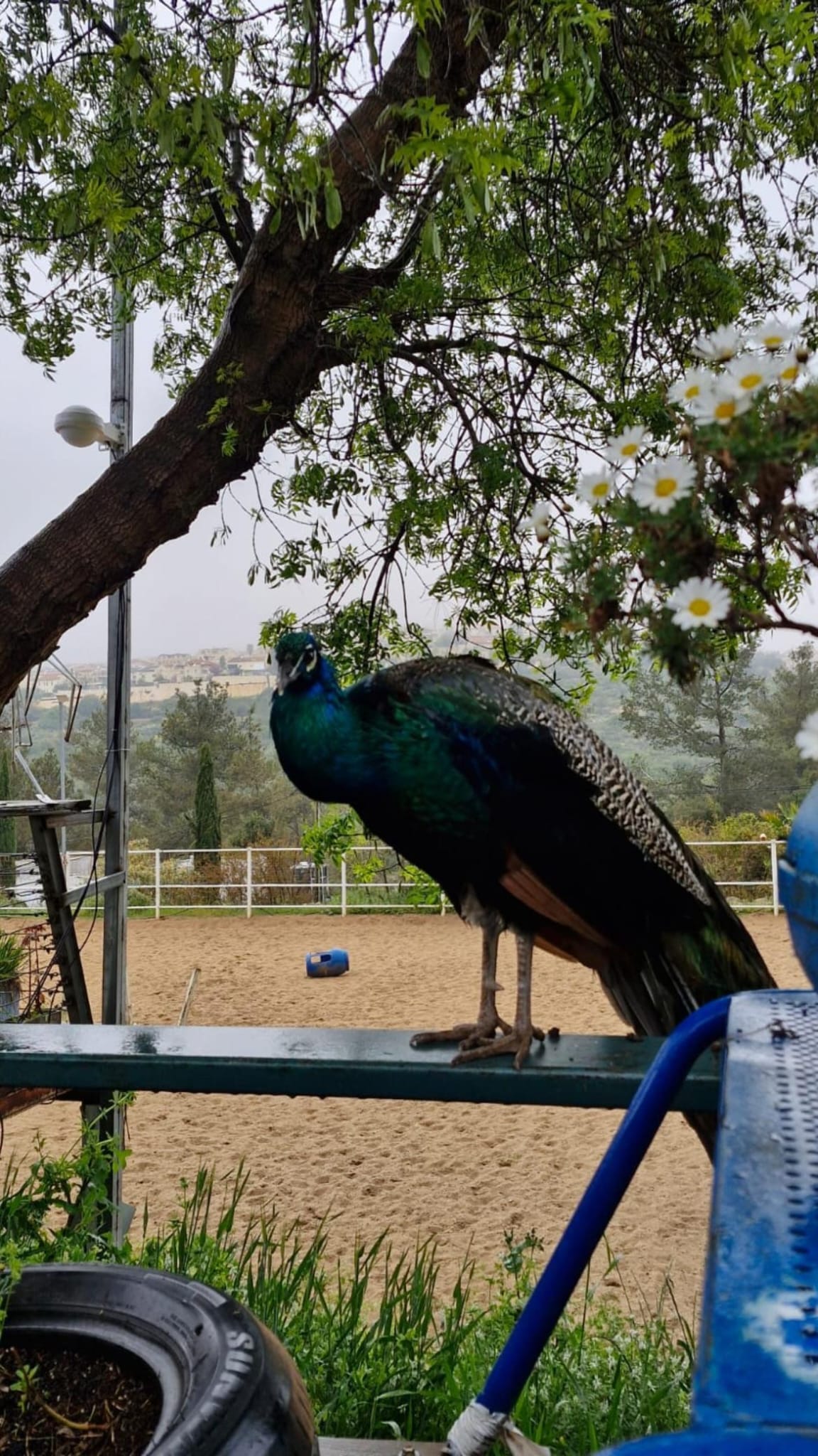 טבע וחיות בחווה