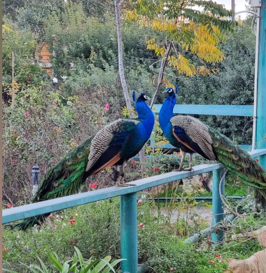 רגעים מהחווה