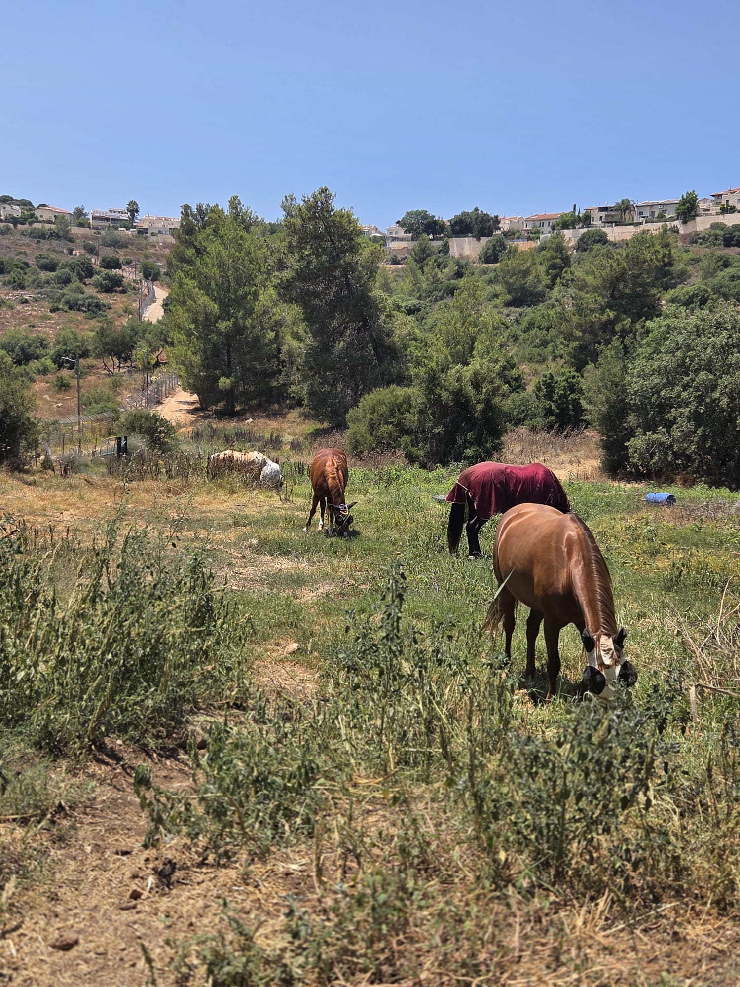 מפגש עם סוס לצד הגדר