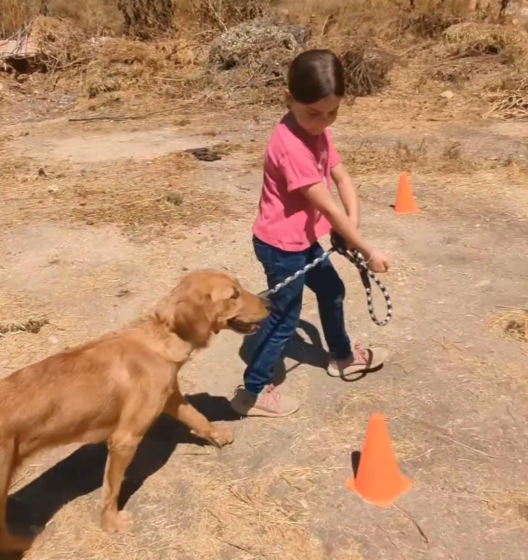 כלבנות טיפולית